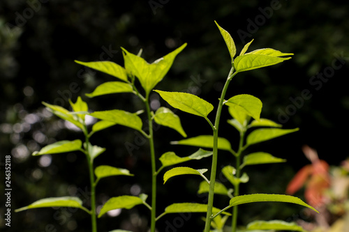 Leaf Colubrina asiatica at garden