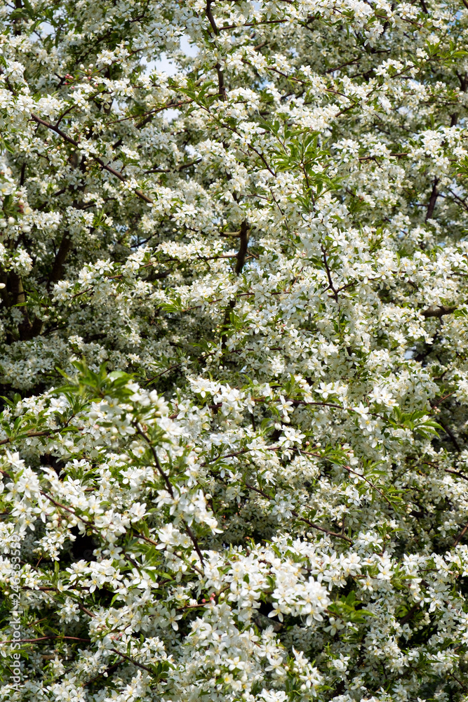 Profuse white spring blossom on a Cut-leaf Crabapple tree Profuse white spring blossom on a Cut-leaf Crabapple tree