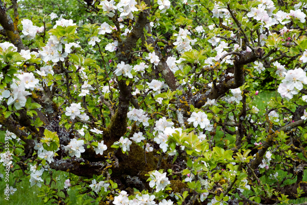 Profuse white spring blossom on a fruit tree Profuse white spring blossom on a fruit tree