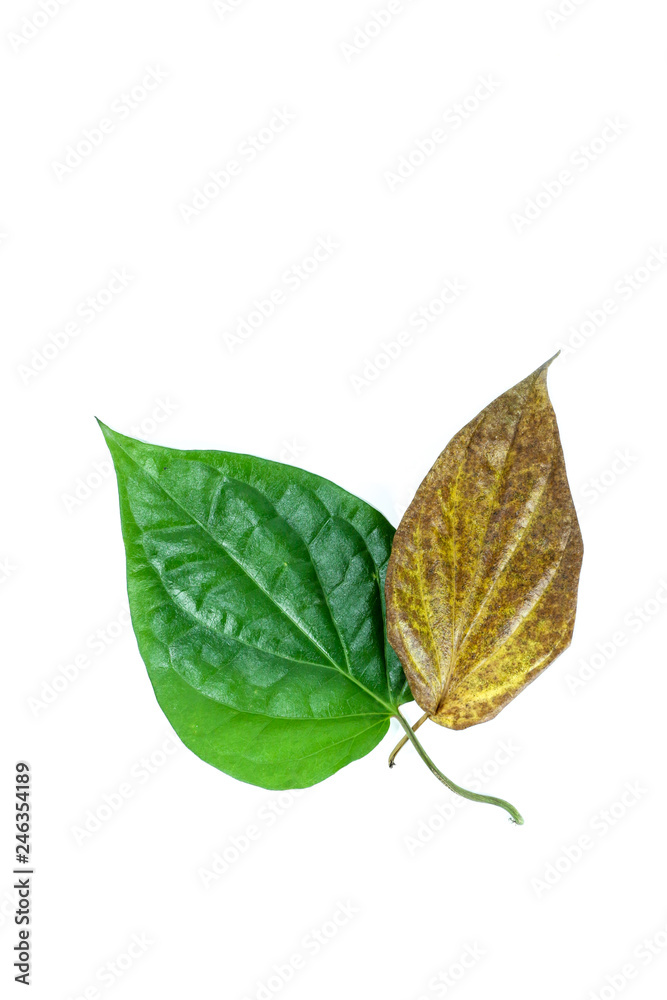 Fototapeta premium Wildbetal leaf bush Close up