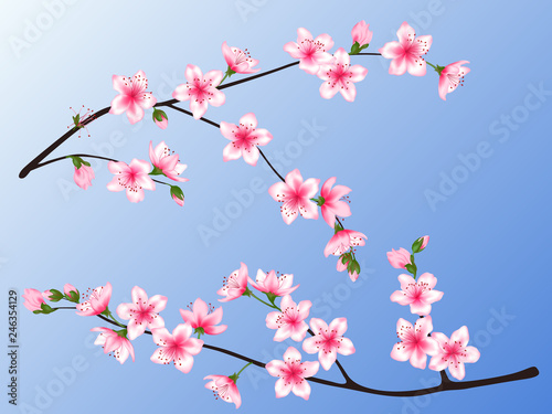 spring bloom branch with pink flowers, buds