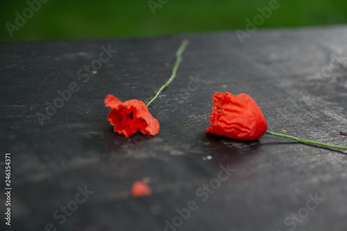 red poppies on a dark wooden table