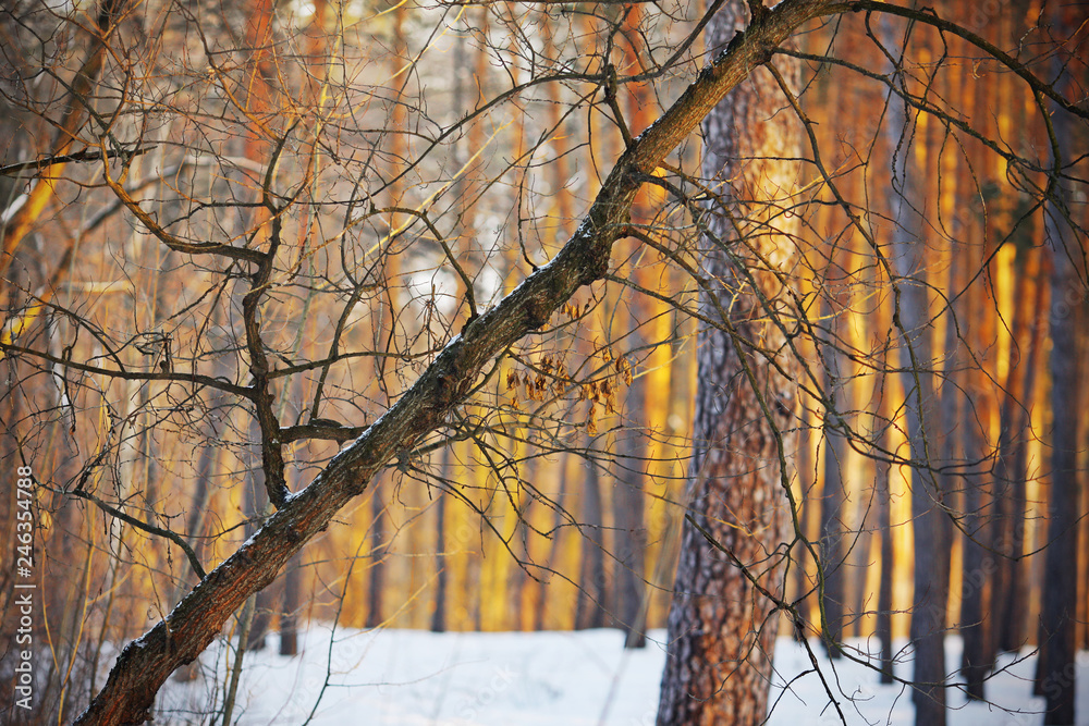 fairy forest in winter in sunshine fairy forest in winter in sunshine