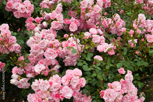 Profuse pink bush roses flowering © Chris Rose
