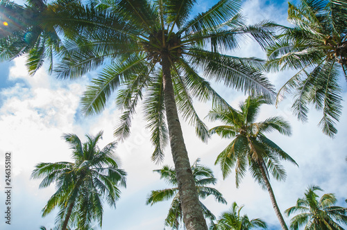 Palms with coconuts on the blue sky