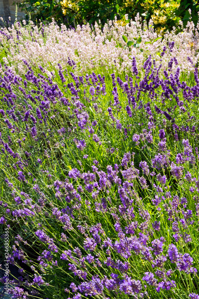 Summer lavender English cottage style garden border