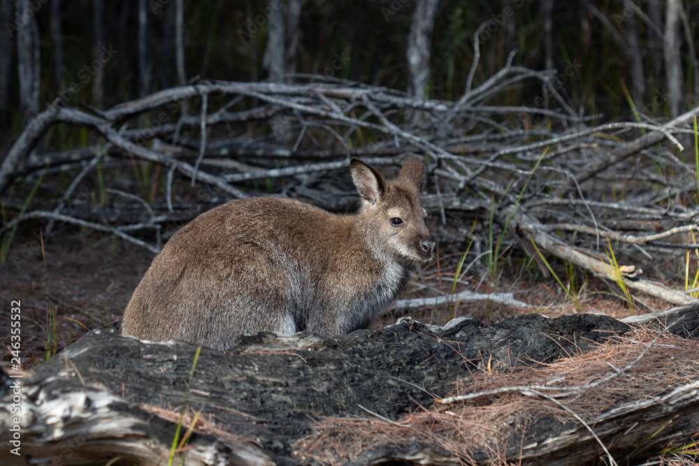 Fototapeta premium Australian Wallaby