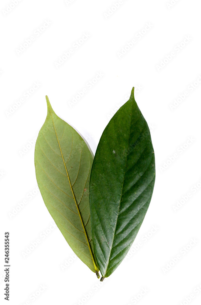 Leaf Tuba Root Thai Close up Leaf Tuba Root Thai Close up
