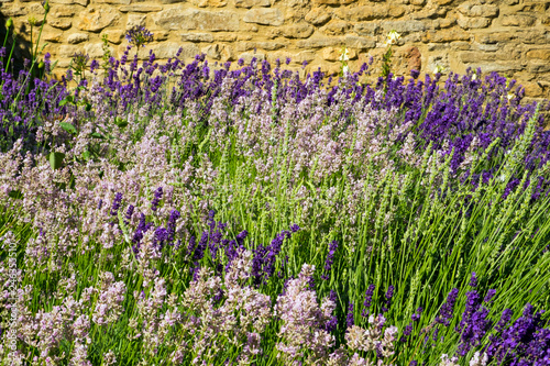 Summer lavender English cottage style garden border by a stone wall