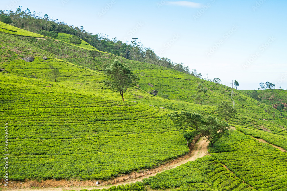 Tea plantation, Ceylon, Sri Lanka