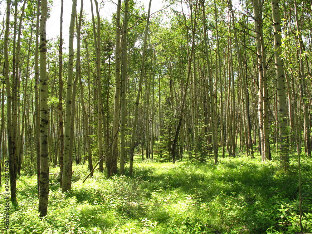 Obraz premium Zielony las