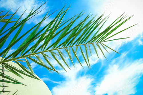 Beautiful palm tree on the sea shore background
