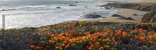 wild flowers on the Californian coast