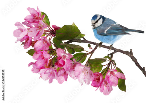 blue clolored tit on apple tree branch with pink flowers photo