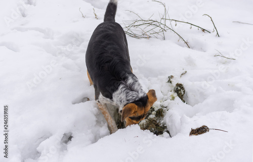 Black dog digging mouse hole while rodent hunting at winter season