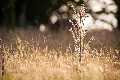 Wild marsh thistle plant flowering, backlit by the evening sun in a summer meadow