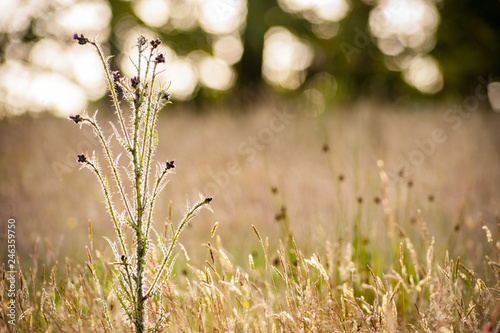 Wild marsh thistle plant flowering, backlit by the evening sun in a summer meadow © Gabriel Cassan