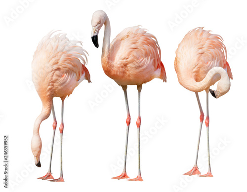 isolated on white three flamingo
