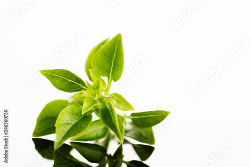 Close up studio shot of fresh green basil herb leaves isolated on white background. Greek Basil.