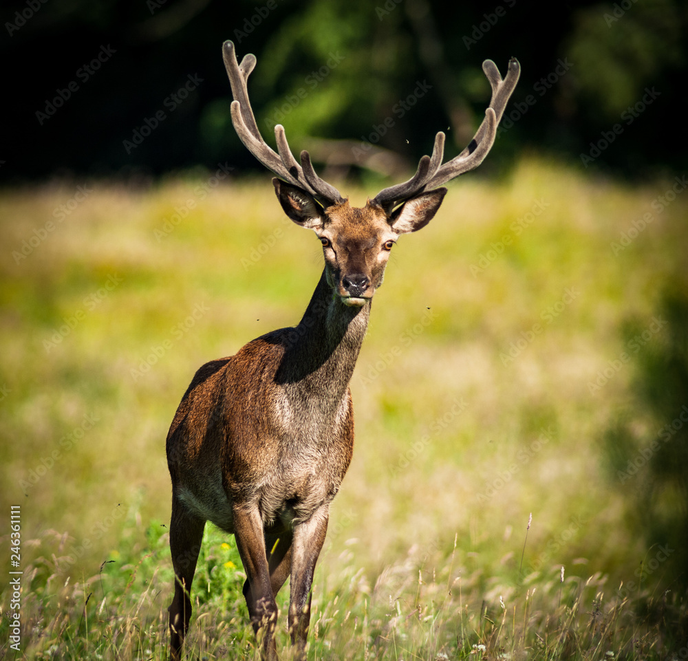 Young red stag deer walking through a summer grass  meadow