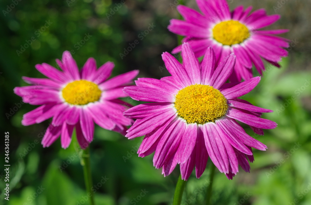The pink Pyrethrum, or Persian Daisy (lat. Pyrethrum roseum) in the garden close-up The pink Pyrethrum, or Persian Daisy (lat. Pyrethrum roseum) in the garden close-up