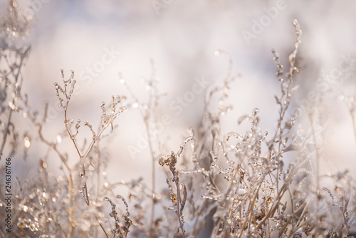 Frozen ice sparkling in the sun grass in the meadow.   © Ann Stryzhekin