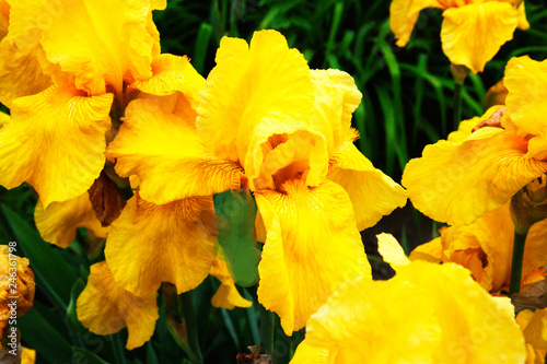 Yellow iris blooms, flowers and leaves. Candid.