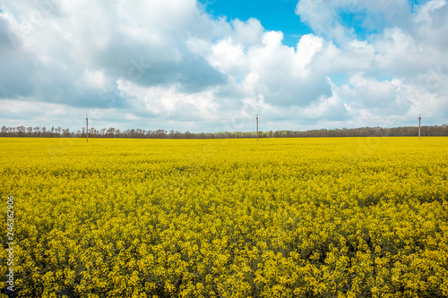 Yellow Canola Field. Landscape featuring a canola plants from a farmers field and blue sky.