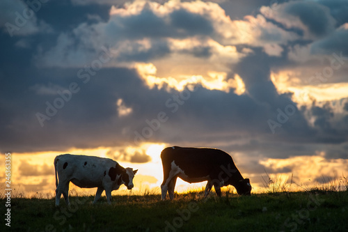 Two dairy cows grazing in a grass field at sunset photo