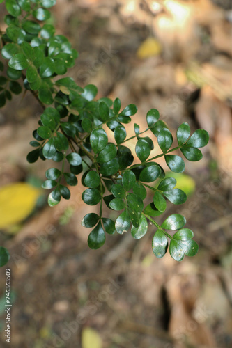 Leaf Citrus lucida at garden photo