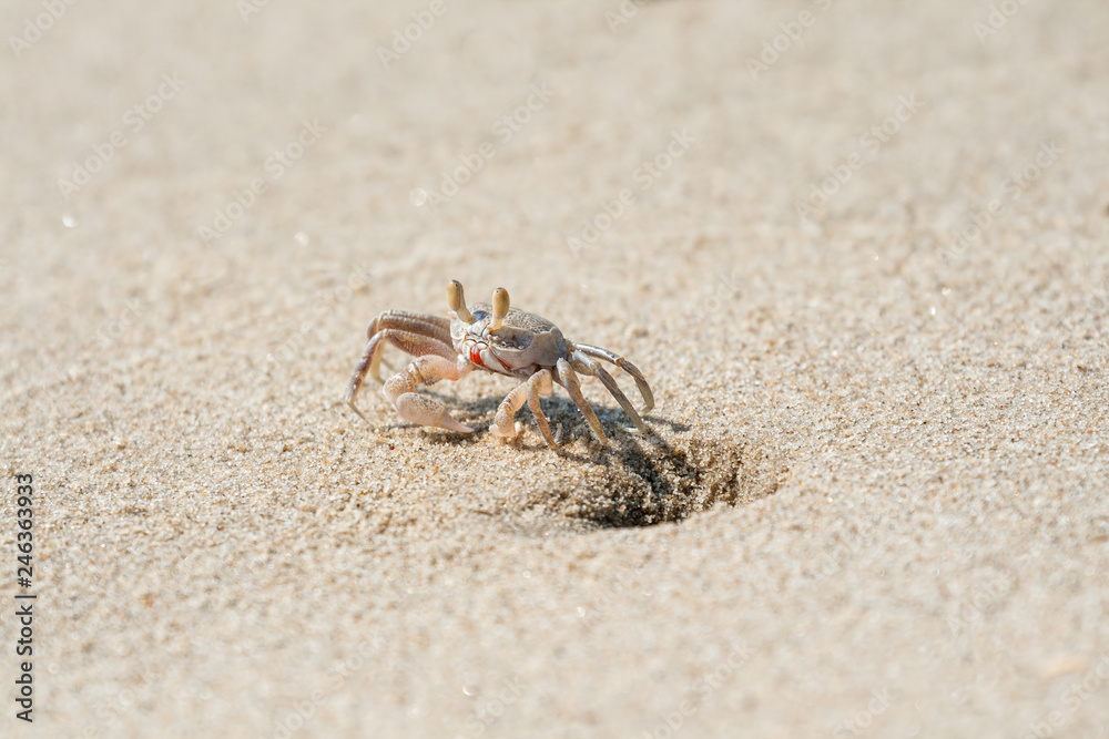 Small ghost crab
