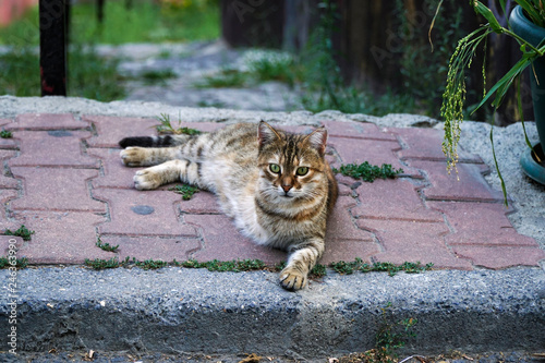A three legged tabby cat is resting on sidewalk