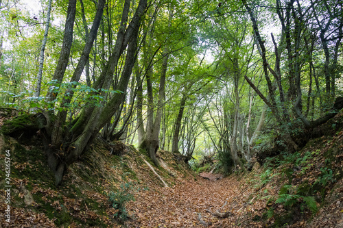 Woodland walk through the forest