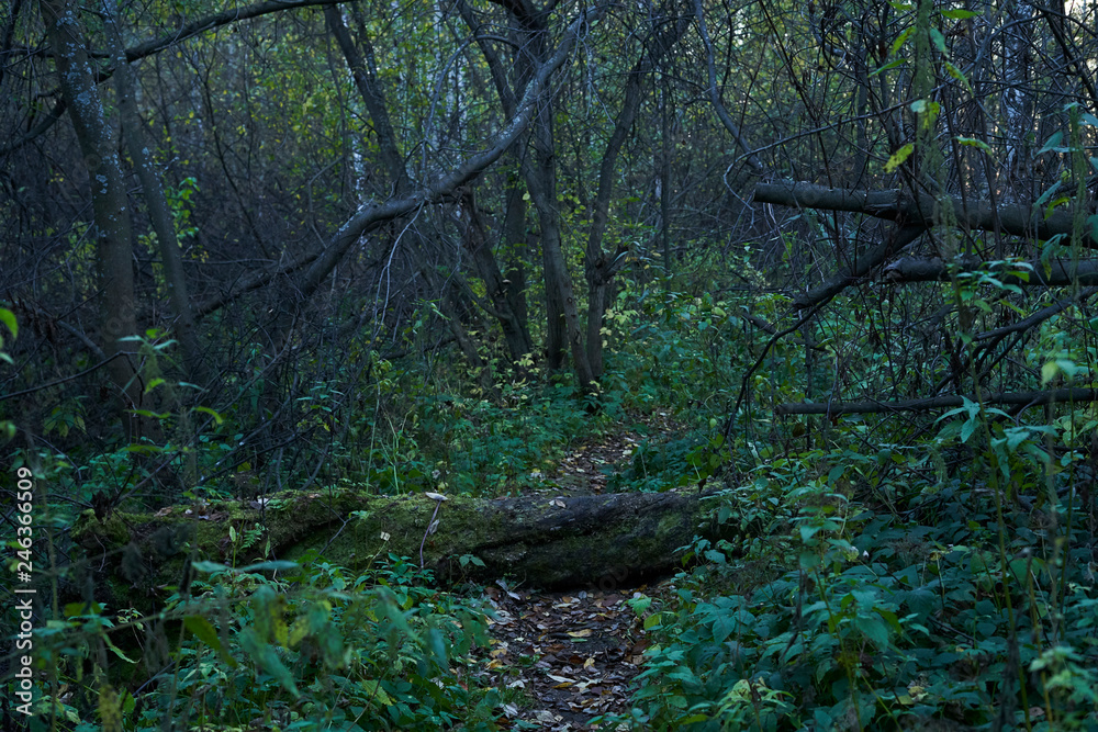 A footpath in a wild dense forest blocked by a fallen tree. A footpath in a wild dense forest blocked by a fallen tree.