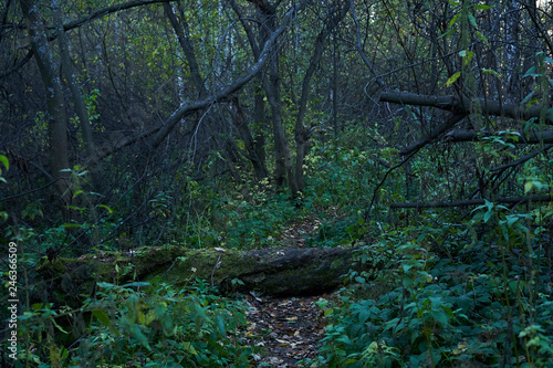A footpath in a wild dense forest blocked by a fallen tree.