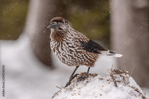 Spotted Nutcracker (Nucifraga caryocatactes) sitting on the perch photo