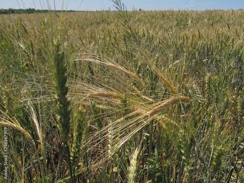 Vasylivka district, Zaporizhia region, Southern Ukraine photo