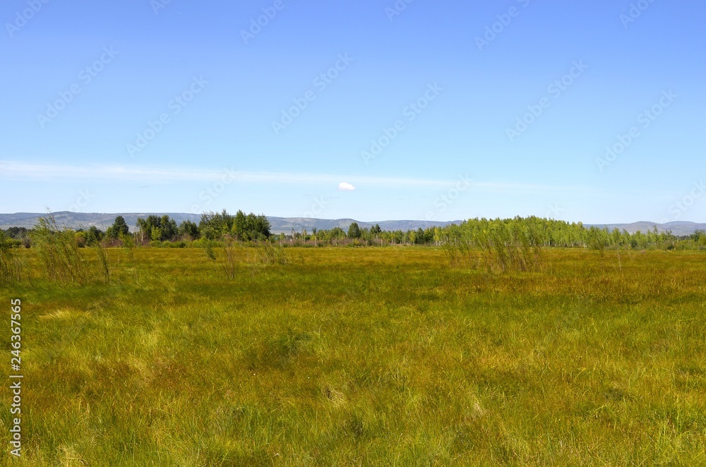 Green meadow behind the outskirts on a summer day