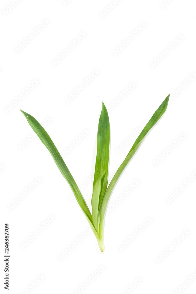 Fototapeta premium Murdannia loriformis Close up