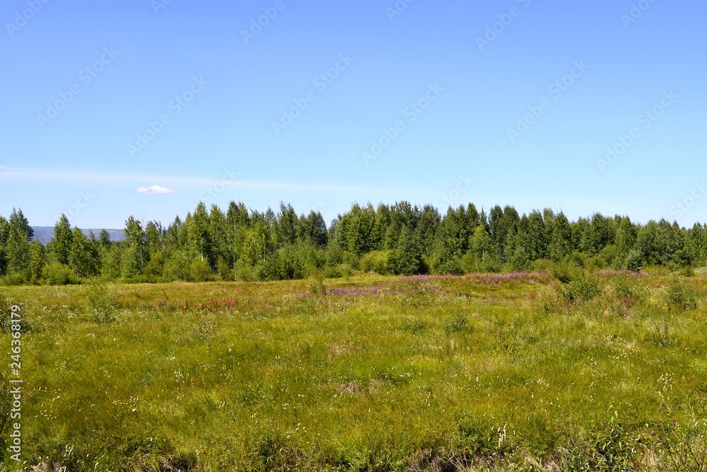 Green meadow behind the outskirts on a summer day Green meadow behind the outskirts on a summer day