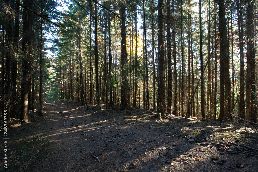 path through a beautiful forest with different trees path through a beautiful forest with different trees