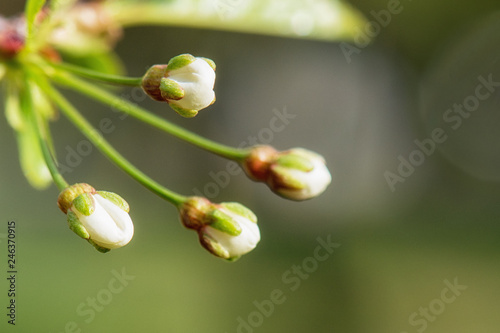 Spring bud of cherry tree close-up. Nature composition
