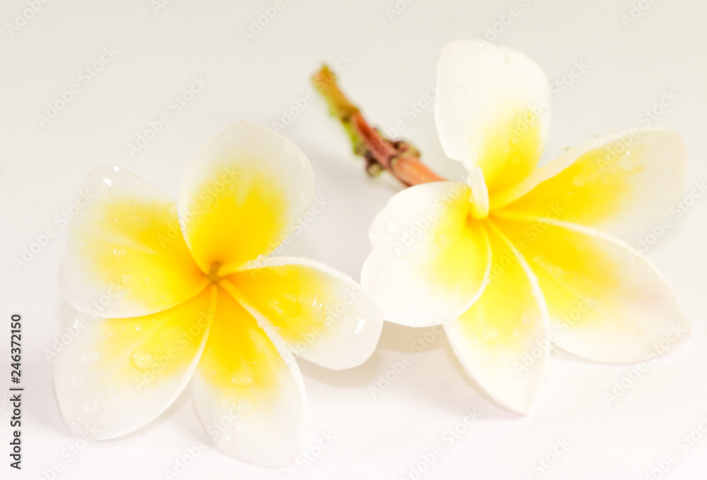 Plumeria Close Up Plumeria Close Up
