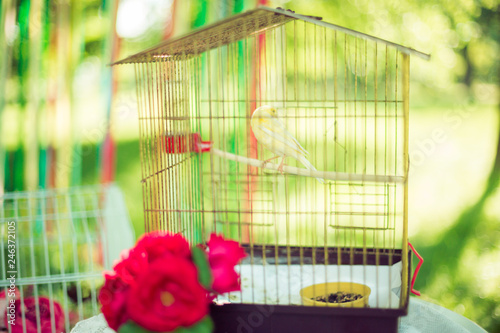 Summer nature and cage for a parrot © Andreshkova Nastya