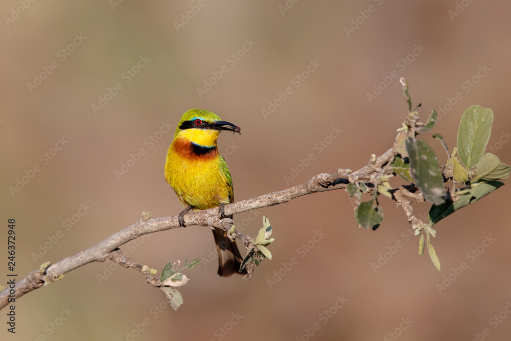 Obraz premium Little bee-eater with a prey in Kruger National Park in South Africa