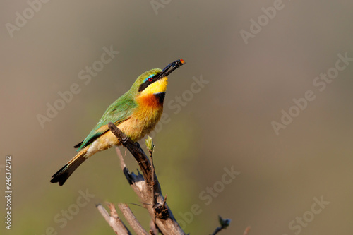 Little bee-eater with a prey in Kruger National Park in South Africa © henk bogaard