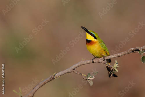 Little bee-eater with a prey in Kruger National Park in South Africa