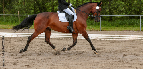 Horse Dressage Warmblood Brown in the dressage tournament, photographed in the trot reinforcement under the rider during the suspension phase..