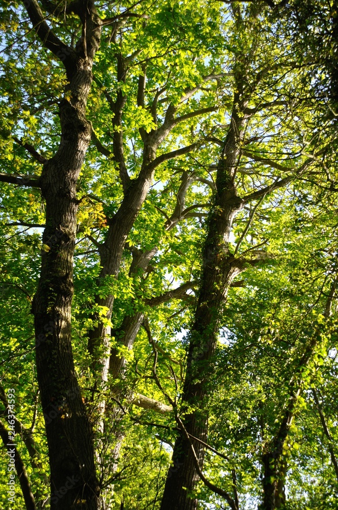 Tree at summer Tree at summer