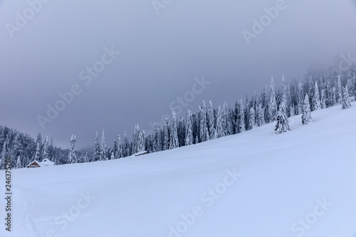 Mountain landscape with fir trees covered in snow